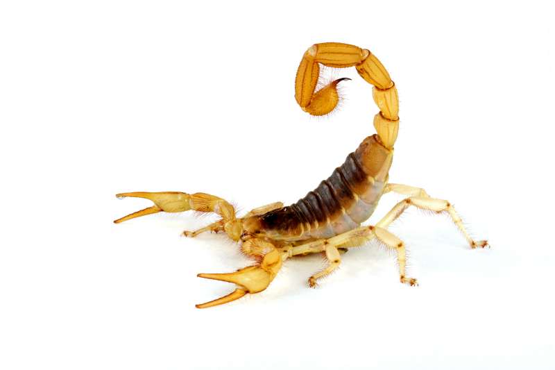 Termite Baiting Systems